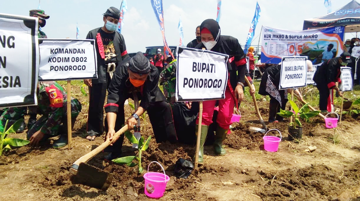 Dimulai, Penanaman Pisang Cavendish Orientasi Ekspor di Ponorogo