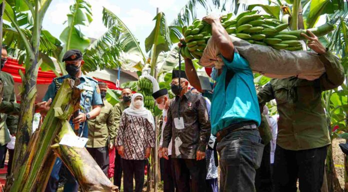 Wapres Kunjungi Ponorogo: Pola Kemitraan di Sektor Pertanian Mampu Tingkatkan Pendapatan Masyarakat